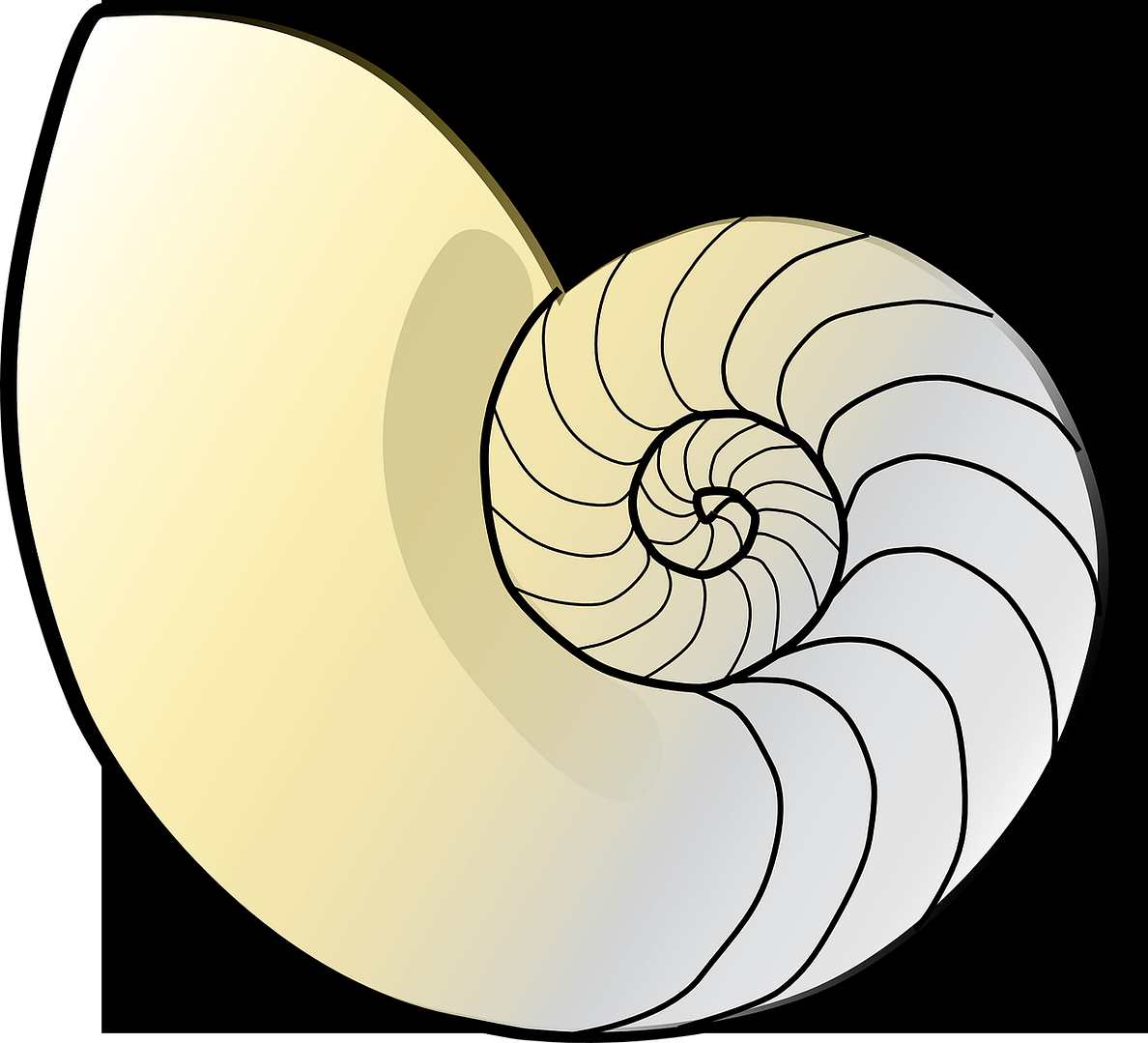 shell-776179_1280 Nautilus shell