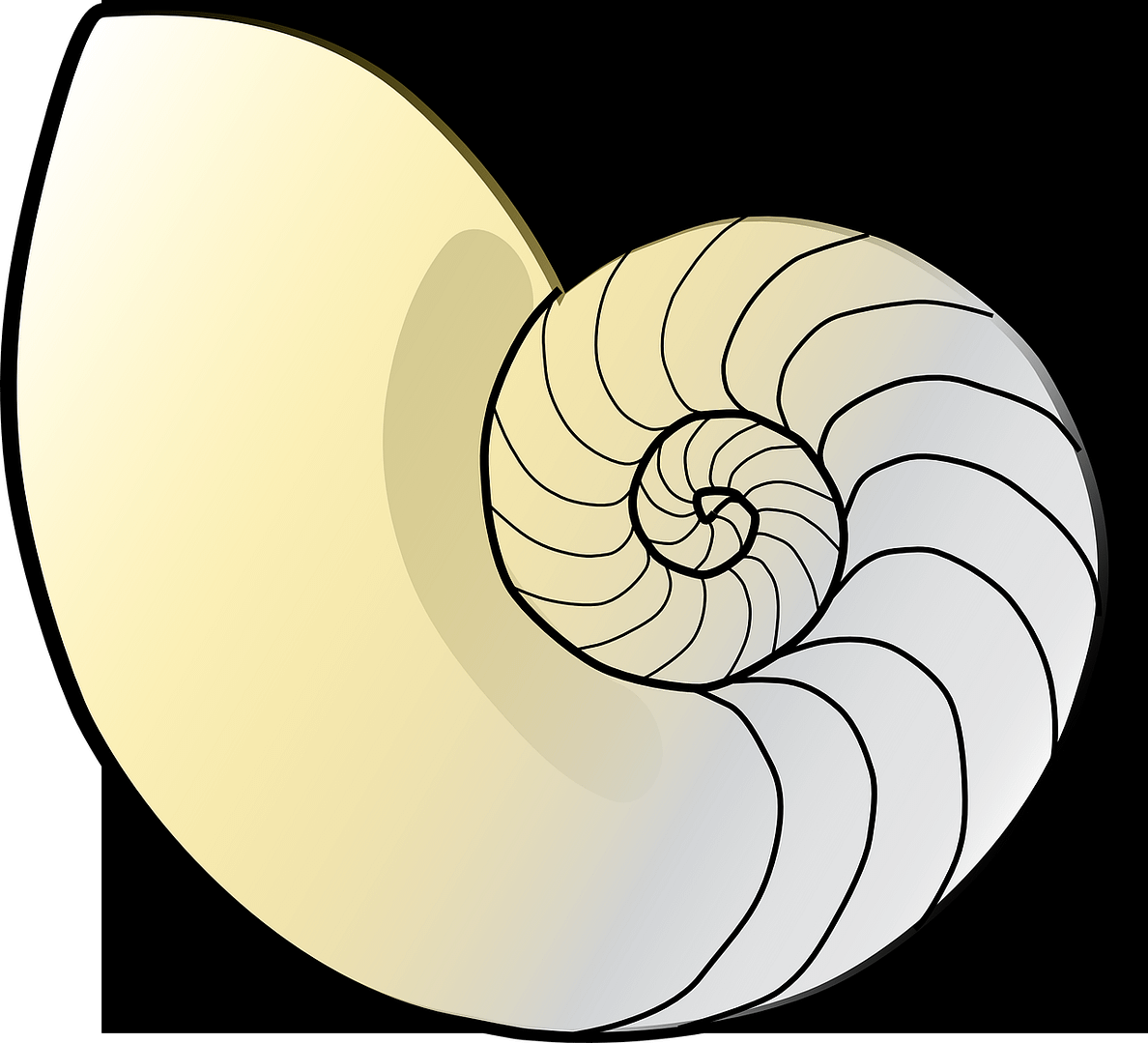 Nautilus shell