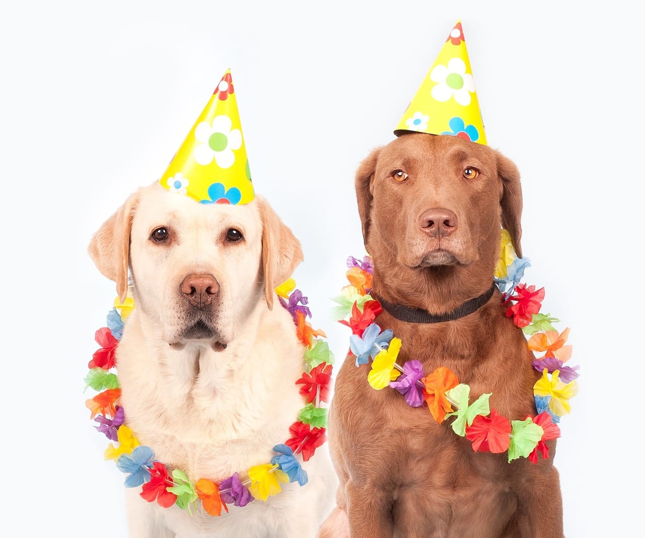 Two Comedy Dogs