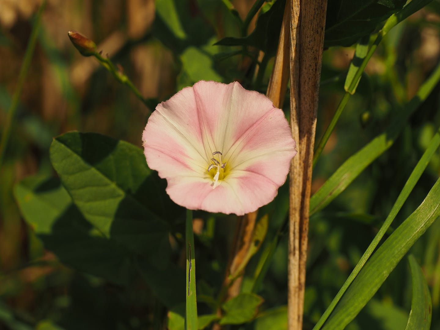 Bindweed