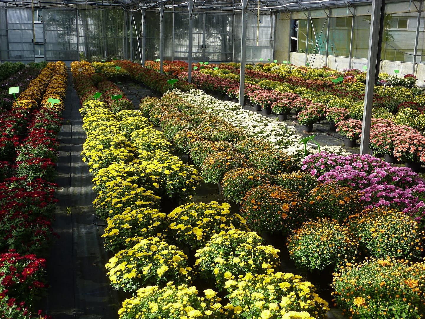 Chrysanthemums in glasshouse