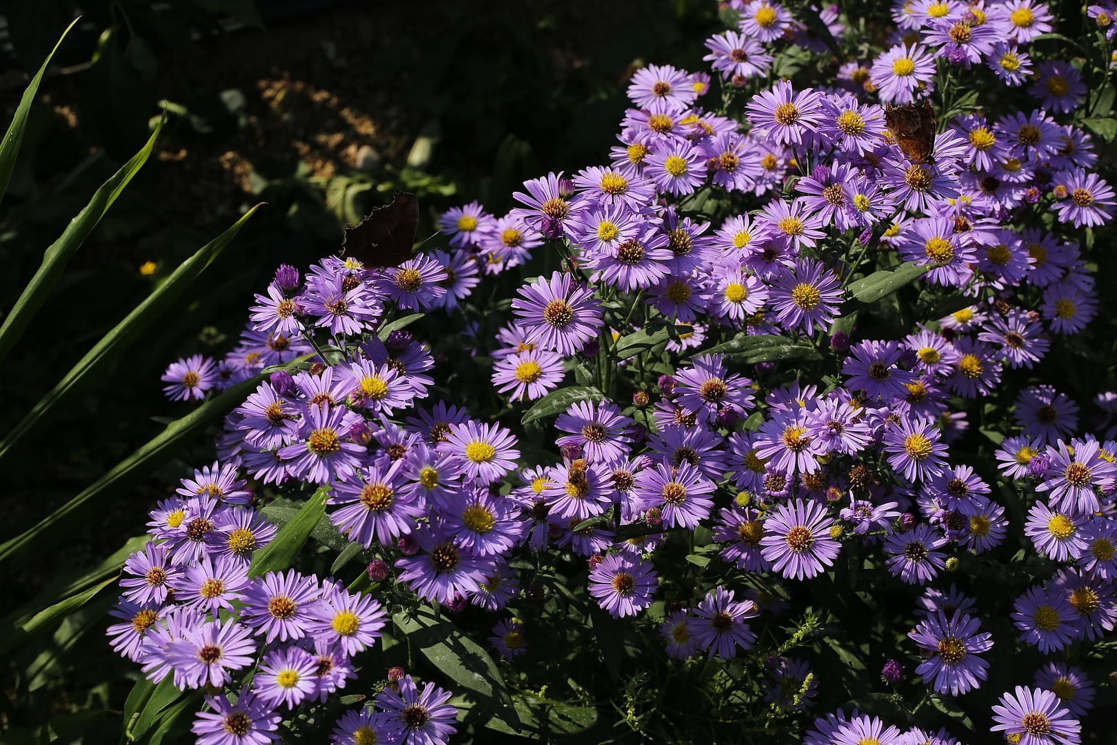 Michaelmas Daises