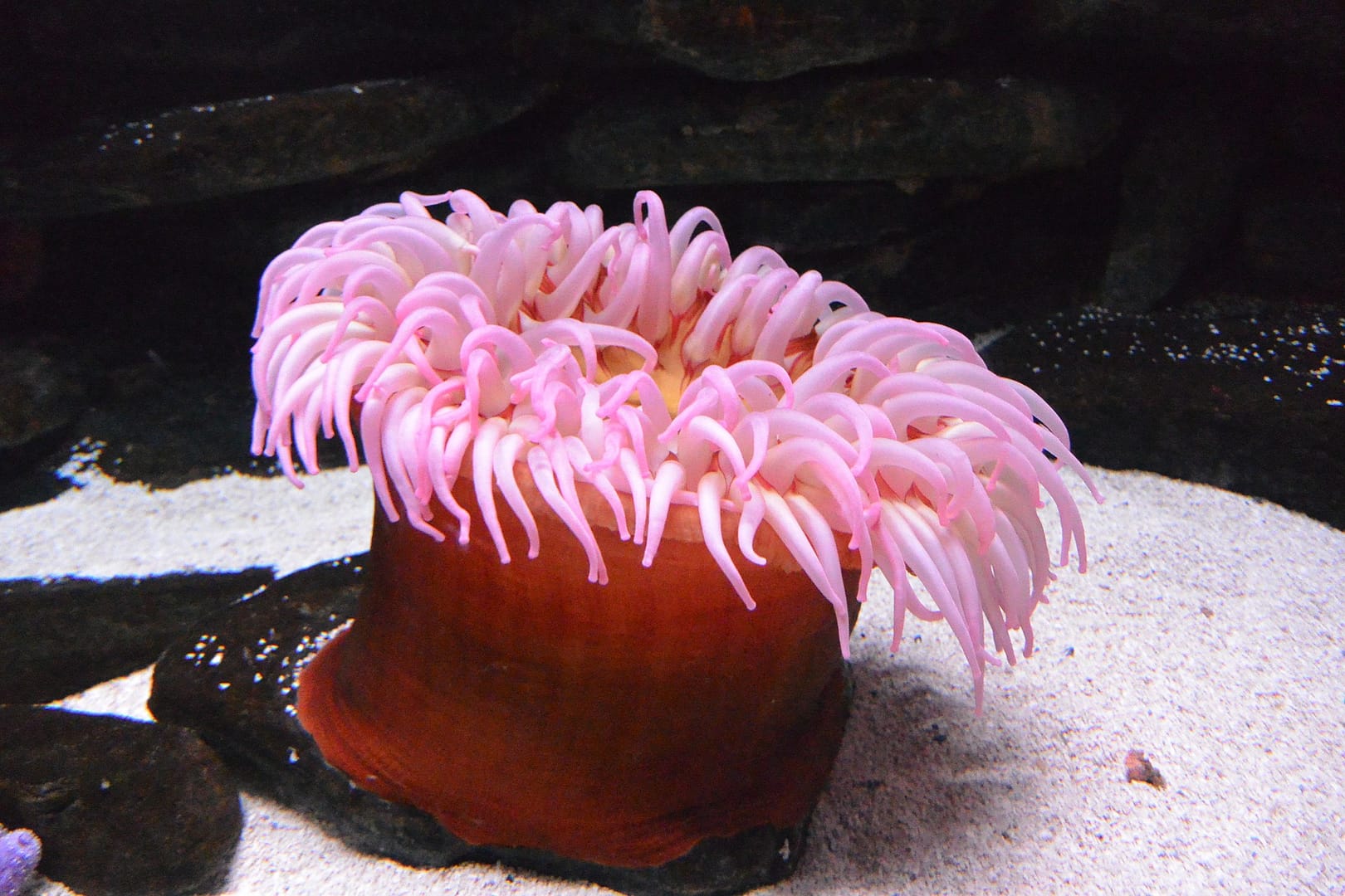 red sea anemone