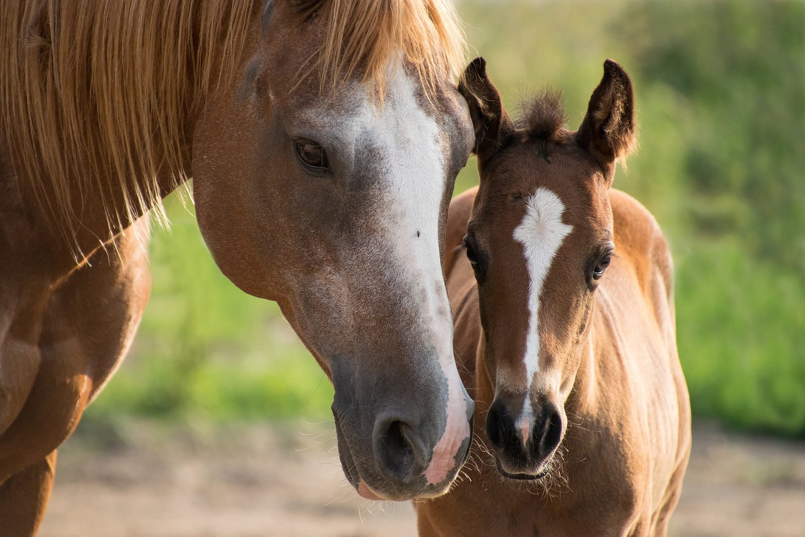 Horse and foal
