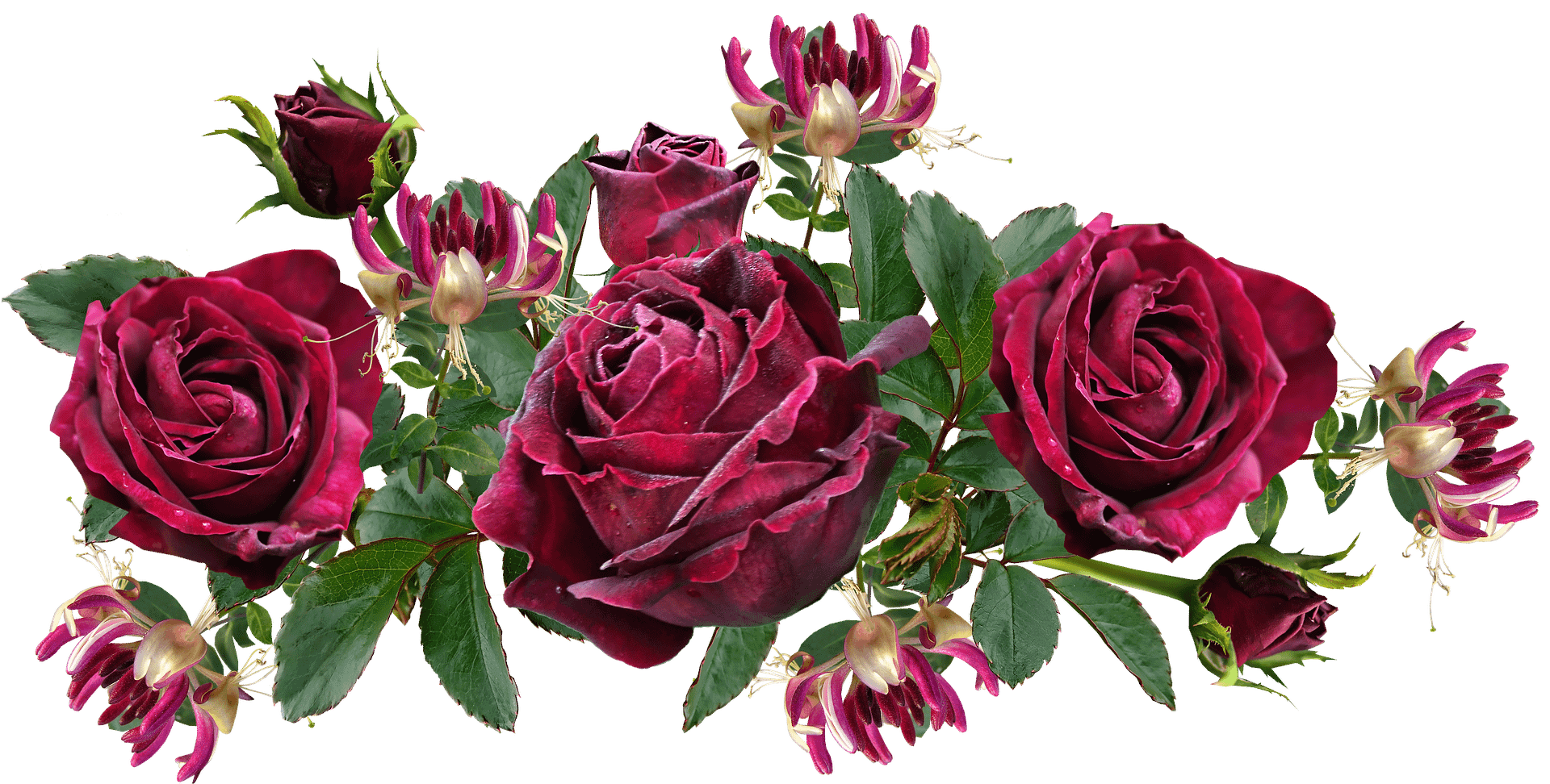 Honeysuckle and rose