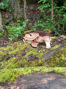 IMG_20220511_121914907 Ecclesall Woods
